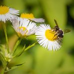 Wildbienchen auf Wildblümchen