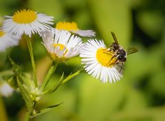 Wildbienchen auf Wildblümchen