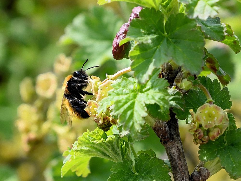 Wildbienchen