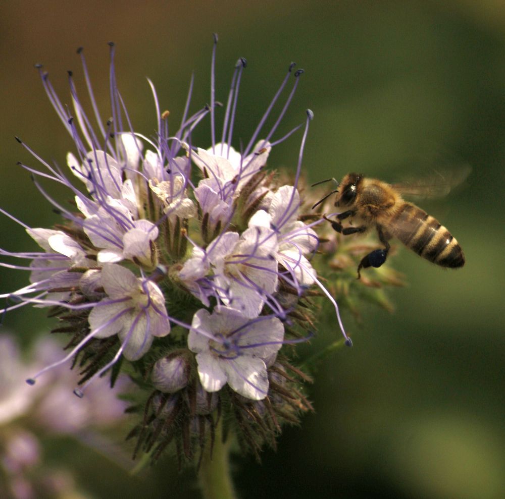 Wildbienchen besucht Wildpflanze