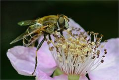 Wildbienchen