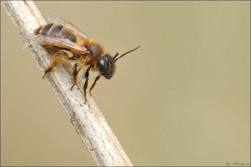 Wildbienchen.