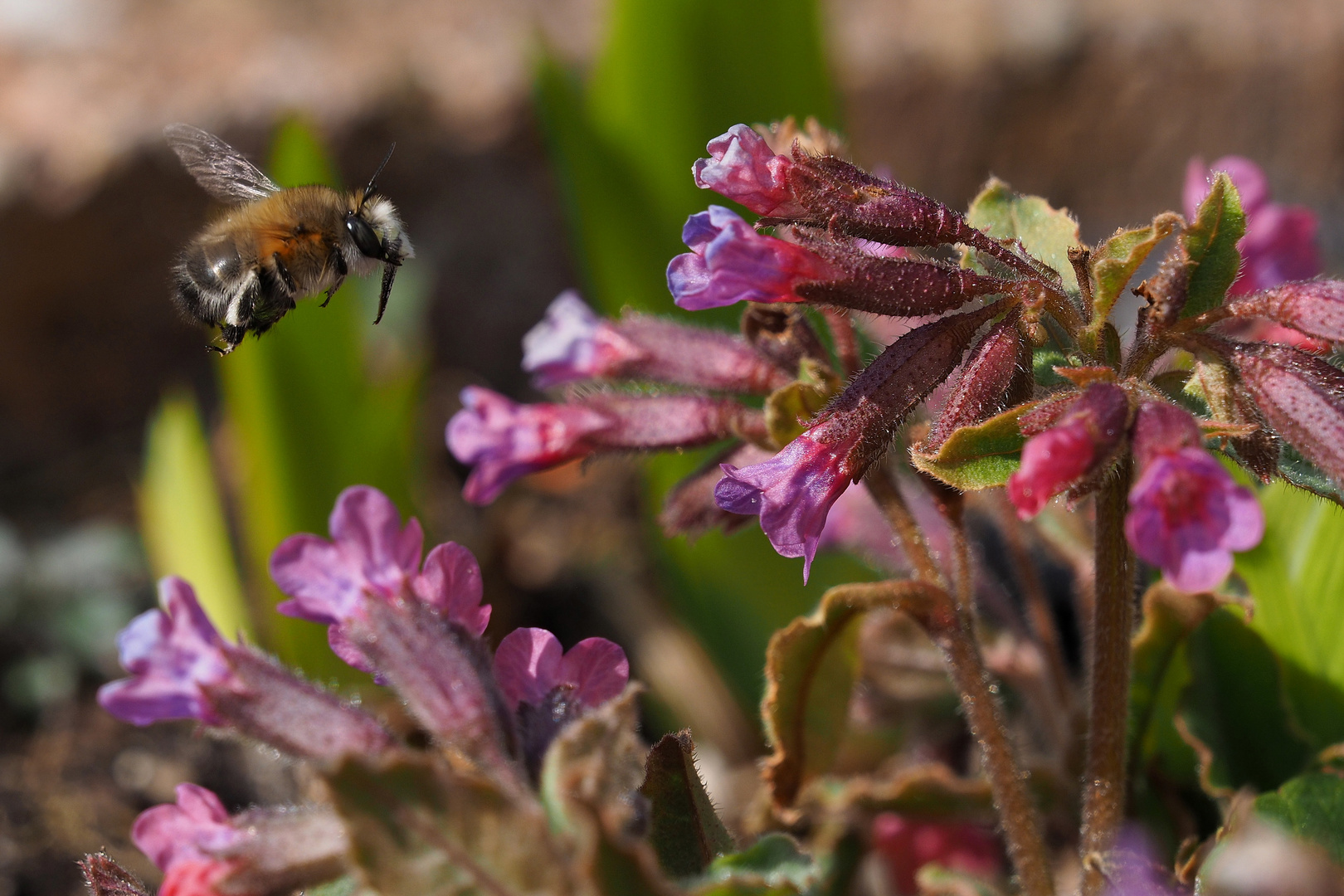 Wildbienchen im Anflug