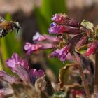 Wildbienchen im Anflug