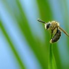 Wildbienchen im Schilf