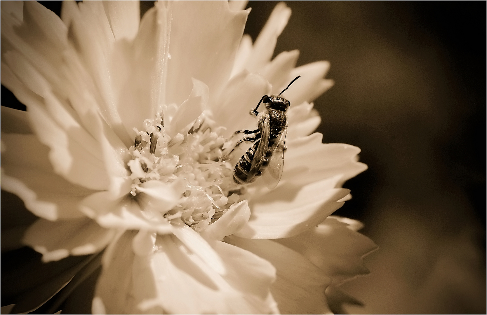 Wildbienchen putzt sich...