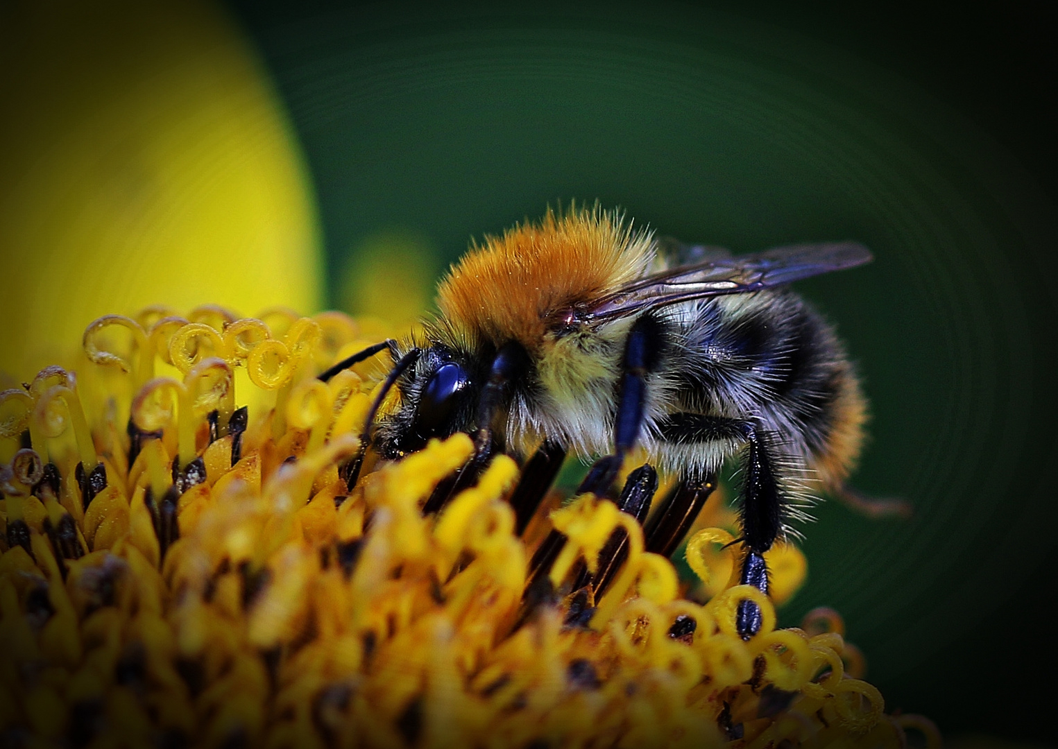 Wildbiene Foto & Bild natur, pflanzen, blüten Bilder auf