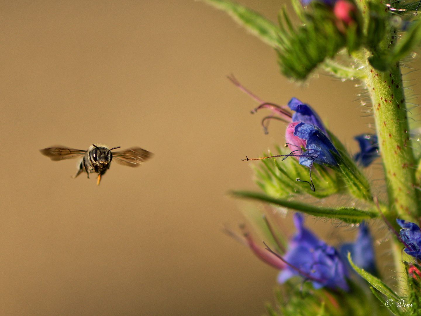 Wildbiene Abflug