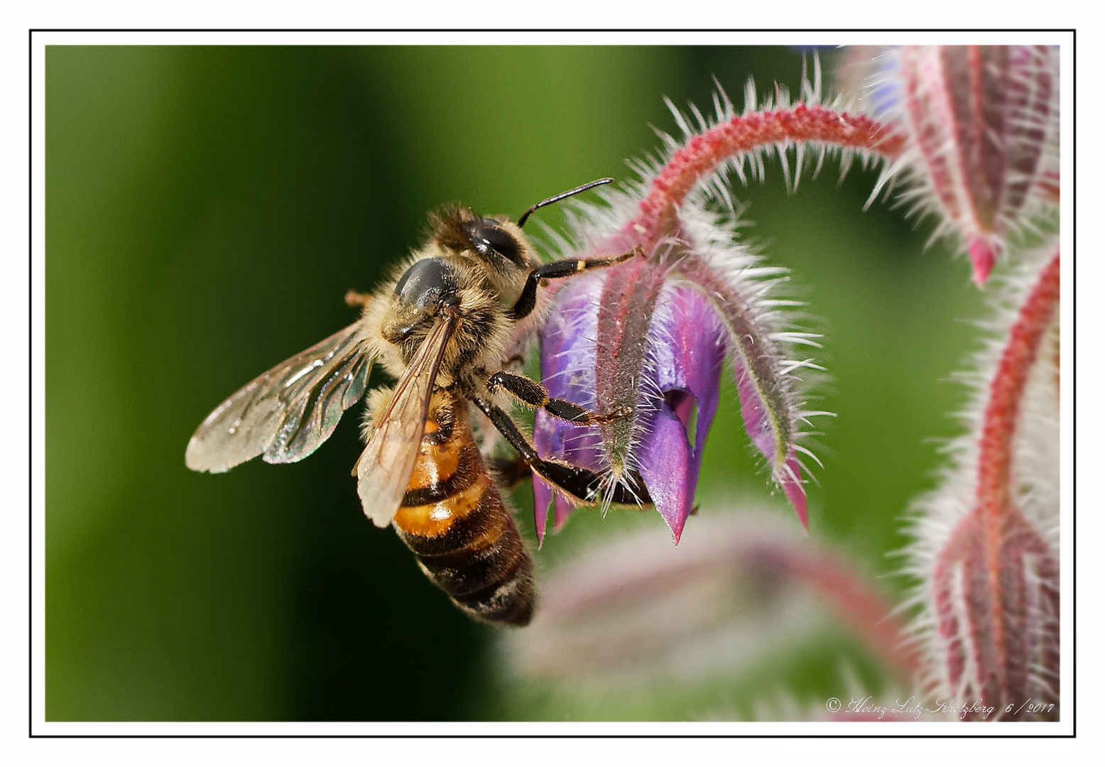 Wildbiene am  Boretsch ( Borago officinalis )