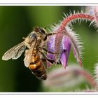 Wildbiene am  Boretsch ( Borago officinalis )