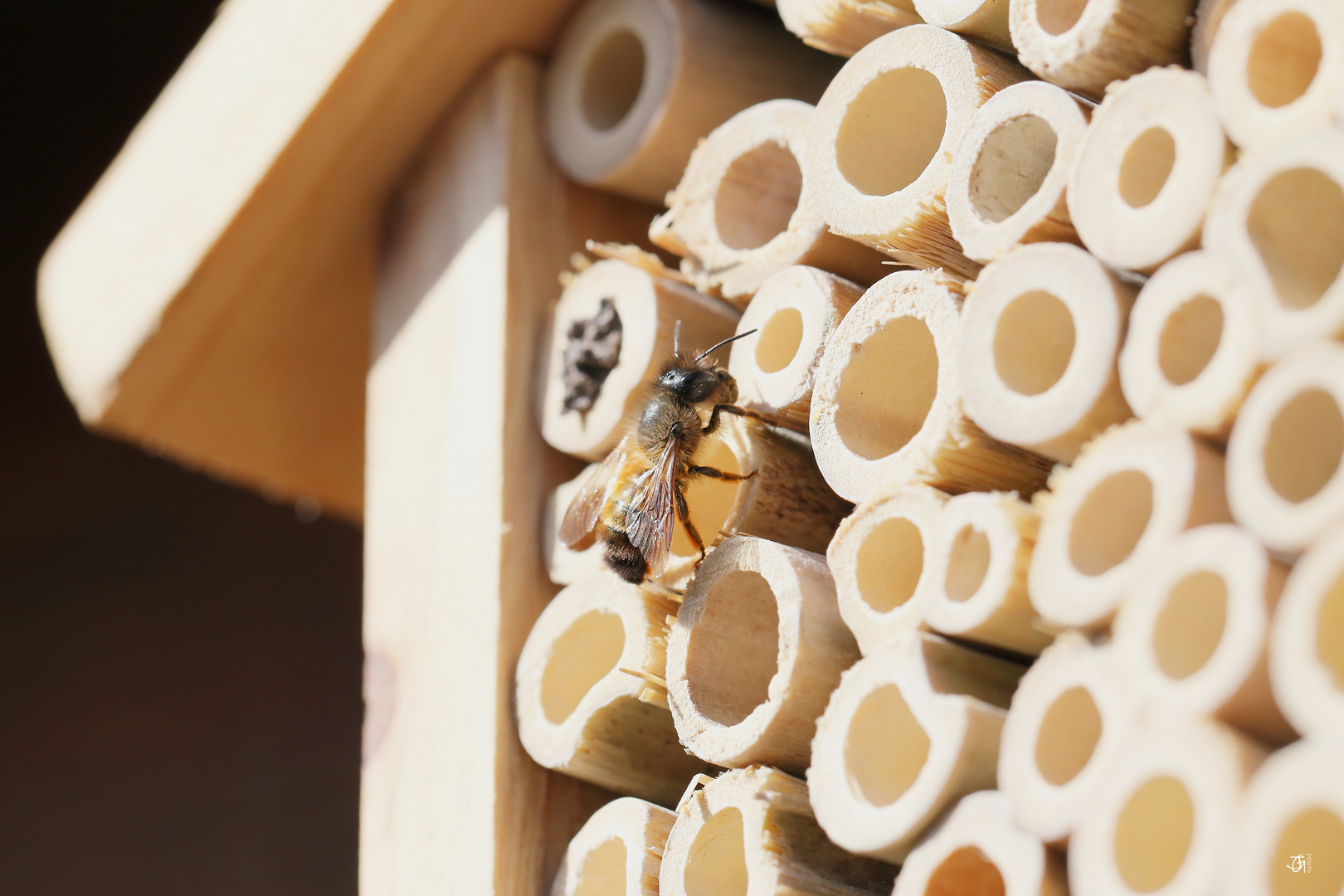 Wildbiene am Insektenhotel