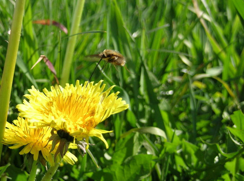 Wildbiene am Löwenzahn