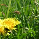 Wildbiene am Löwenzahn