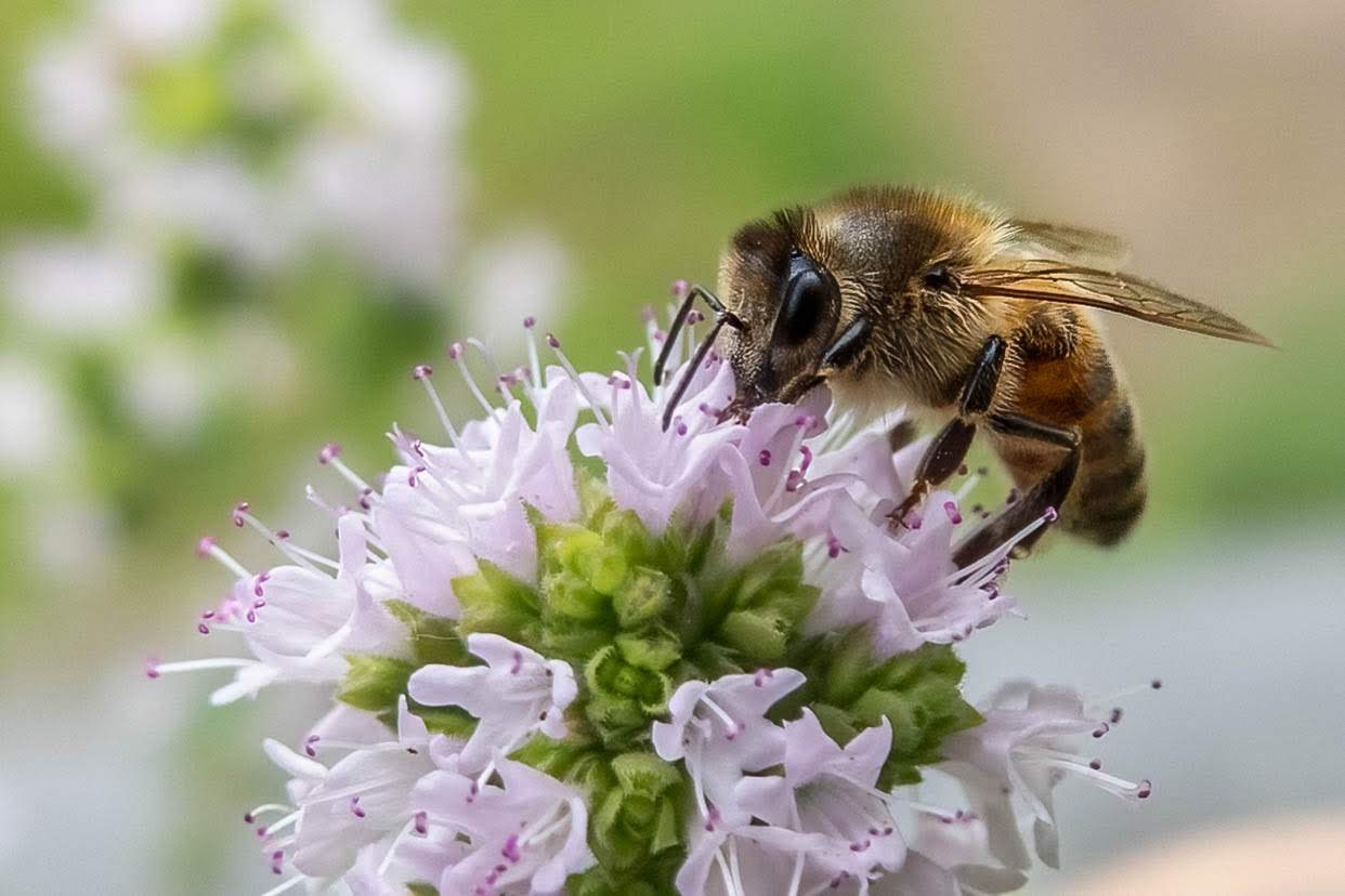 Wildbiene an blühenden Oregano 