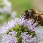 Wildbiene an blühenden Oregano 