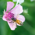 Wildbiene an Blüte