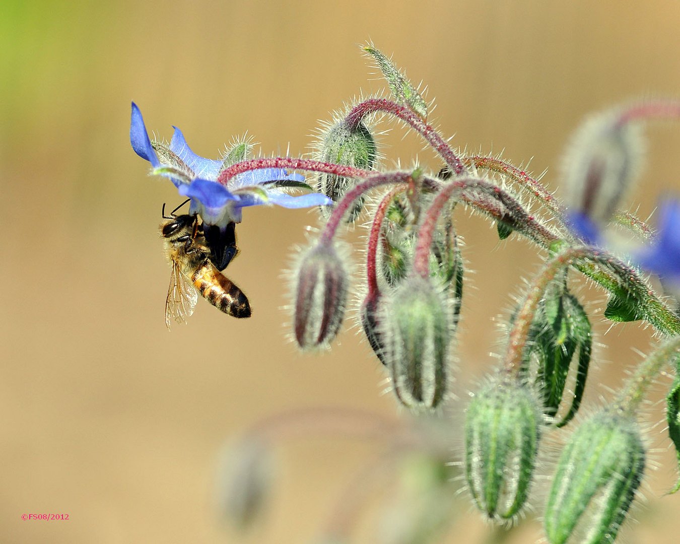 Wildbiene an Borretsch