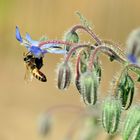 Wildbiene an Borretsch