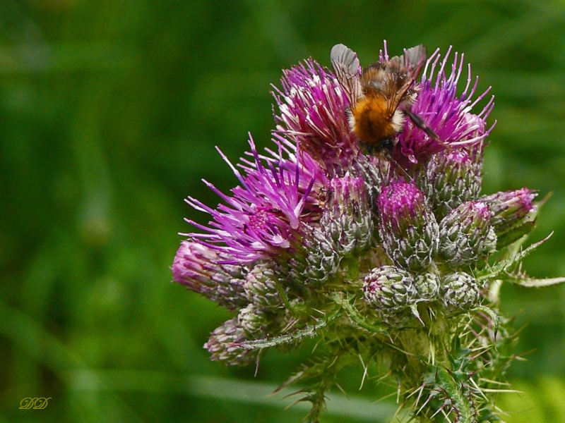 Wildbiene an Distel