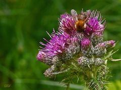 Wildbiene an Distel