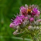 Wildbiene an Distel (Neu-Bearbeitung)