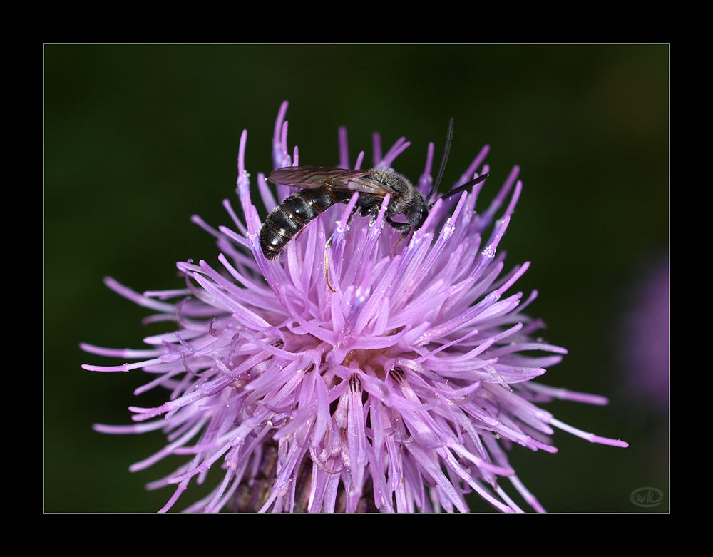 Wildbiene an Distelblüte