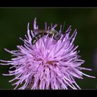 Wildbiene an Distelblüte