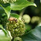 Wildbiene an Efeublüte