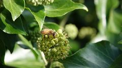 Wildbiene an Efeublüte
