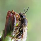 Wildbiene an einer Blume