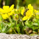 Wildbiene an Frühlingsfingerkraut