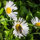 Wildbiene an Gänseblümchen