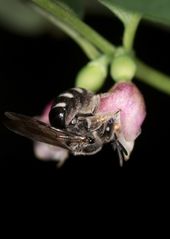 Wildbiene an Knallerbsenblüte