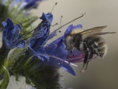 Wildbiene an Natternkopf