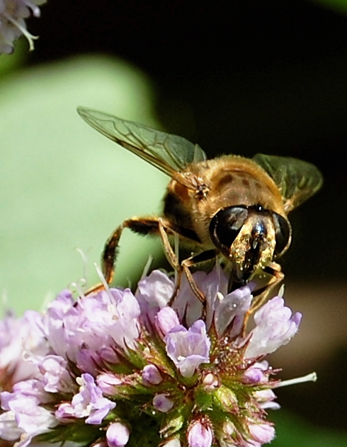 Wildbiene an Pfefferminze