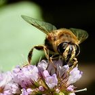 Wildbiene an Pfefferminze