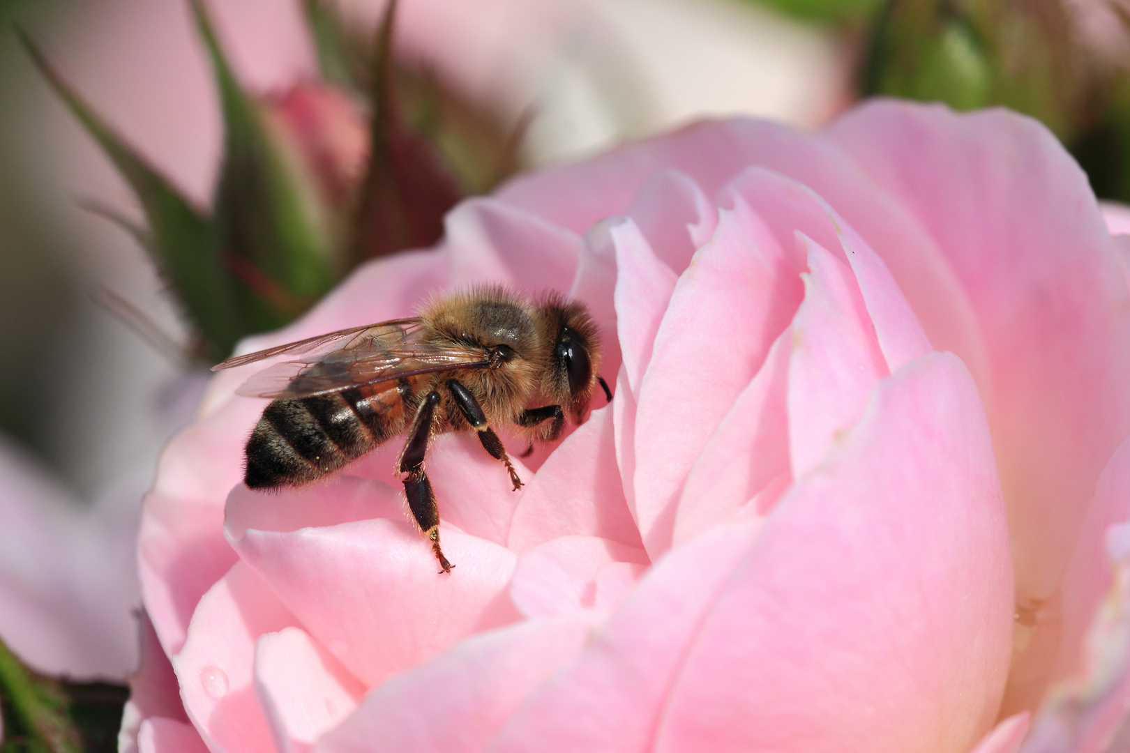 Wildbiene an Rose