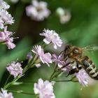 Wildbiene an Schleierkraut