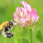 Wildbiene an Wiesenklee