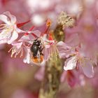 Wildbiene an Zierkirsche