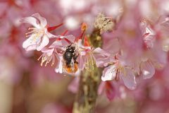 Wildbiene an Zierkirsche