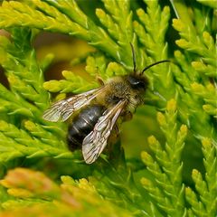 Wildbiene - Andrena bicolor?