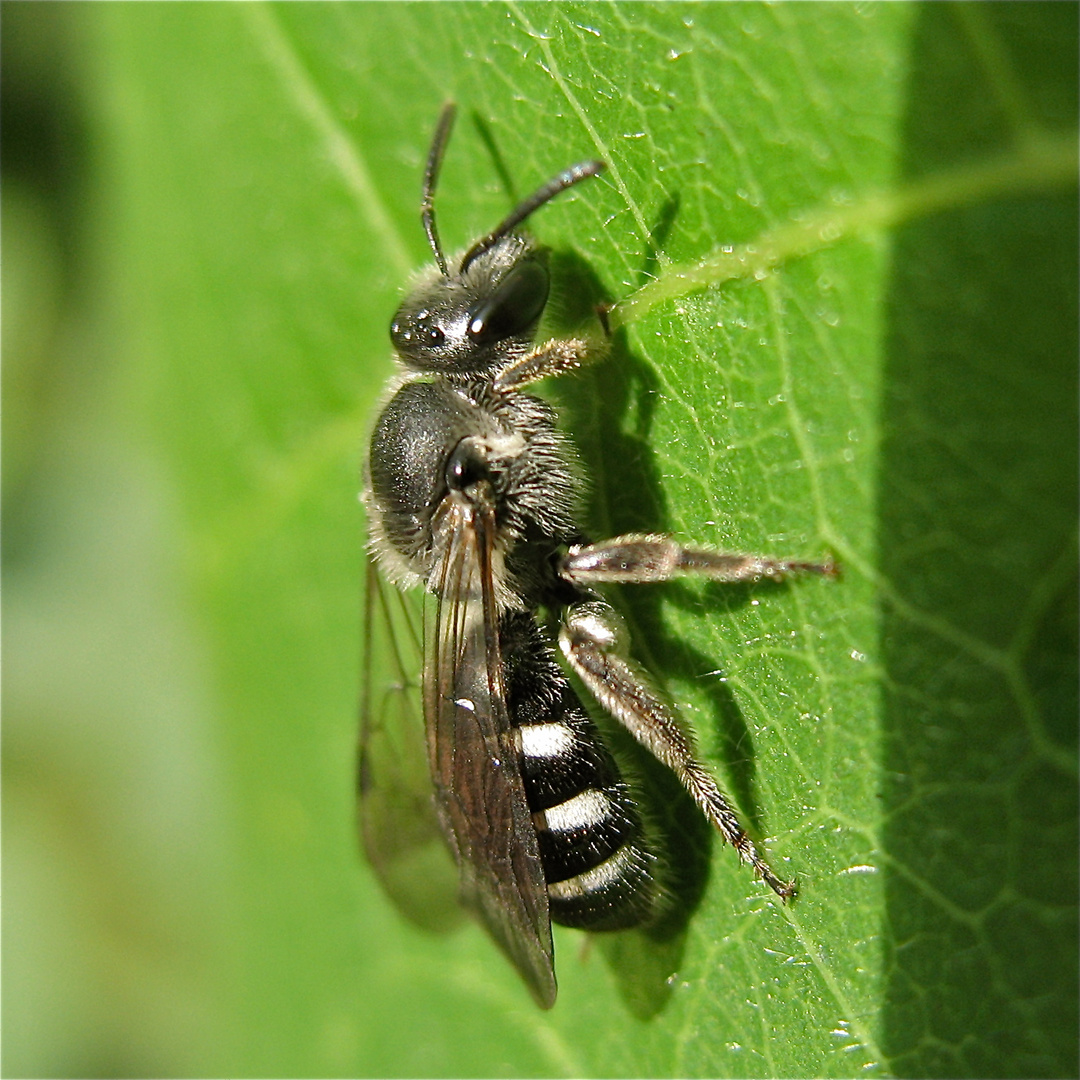 Wildbiene Andrena gravida, Hilden, 3.8.2010