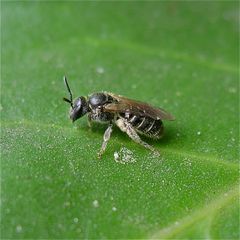 Wildbiene (Andrena viridescens?), 7mm klein.