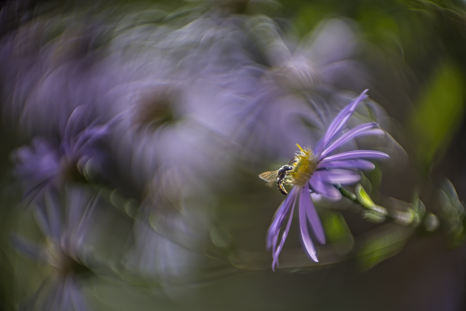 Wildbiene-auf-Aster