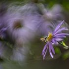 Wildbiene-auf-Aster