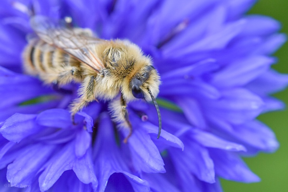 Wildbiene auf blauer Kornblume 