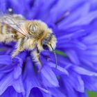 Wildbiene auf blauer Kornblume 