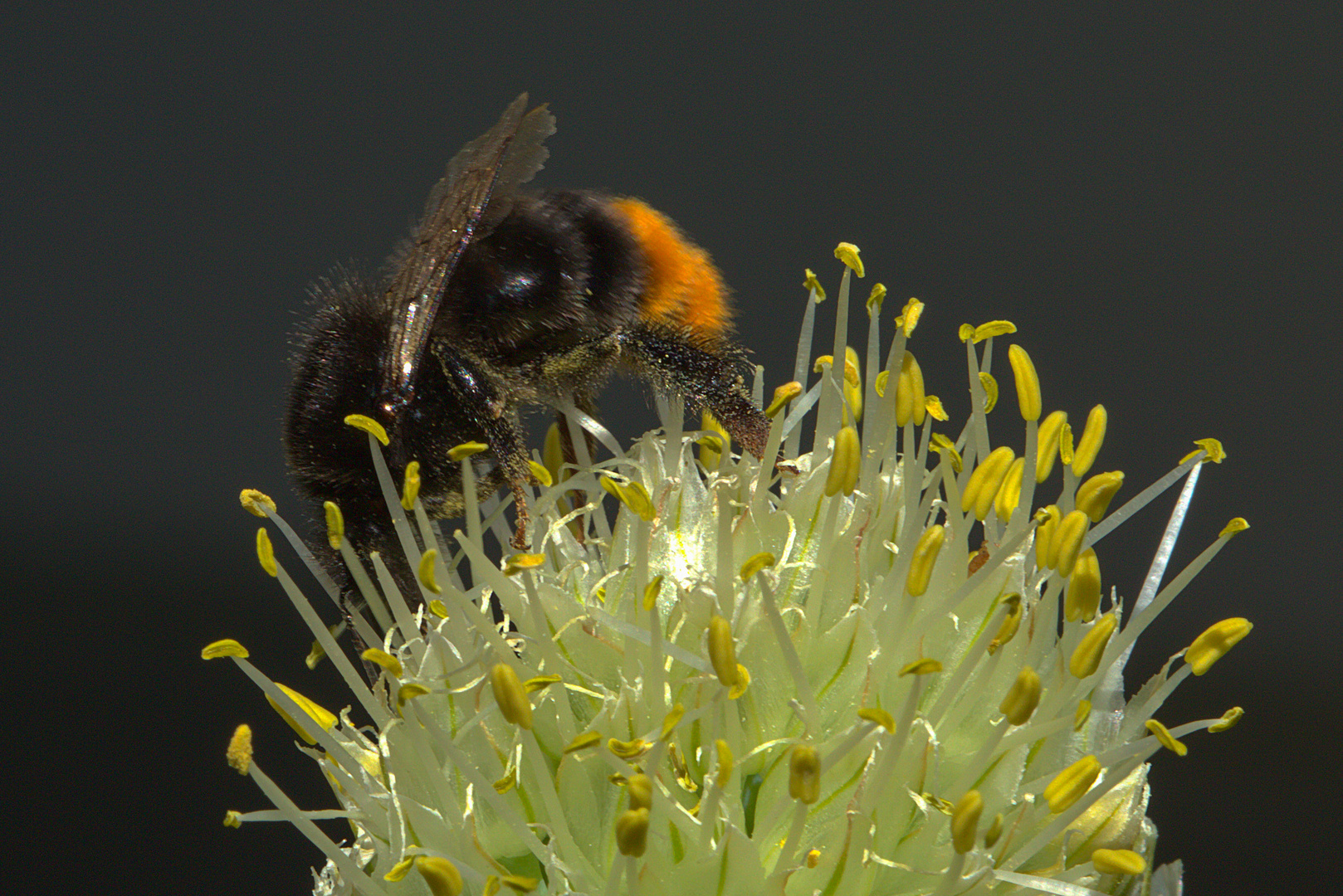 Wildbiene auf blühender Frühlingszwiebel