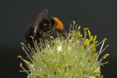 Wildbiene auf blühender Frühlingszwiebel